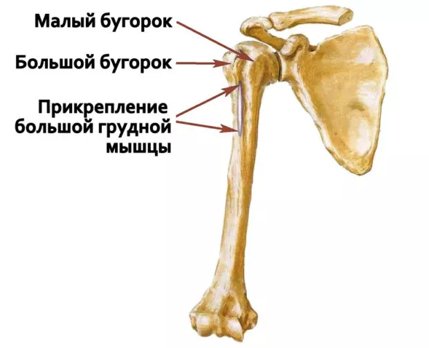 Реабилитация перелом большого бугорка плечевой кости