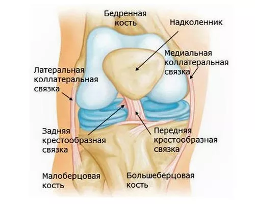 Внутреннее строение колена