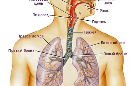 Лечебная Физкультура при различных дыхательных заболеваниях